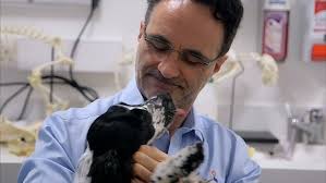Noel fitzpatrick is a channel 4 television series following the work of vet noel fitzpatrick and his team at fitzpatrick referrals in eashing, surrey. Noel Fitzpatrick