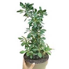 Image result for Pachypodium saundersii