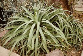 Image result for Monadenium spinulosum