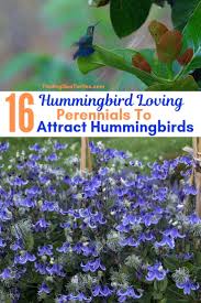 Also, include plants like dill, fennel and milkweed that butterfly larvae feed on. 16 Perennials That Attract Hummingbirds To Your Garden