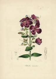 Image result for Heterotis canescens