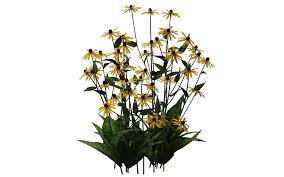Black Eyed Susan 01 By Wolverine041269 On Deviantart Black Eyed Susan Plants Flowers