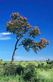 Image result for Colvillea