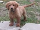 Forever Puppy | Dreamworks Animation Wiki | Fandom