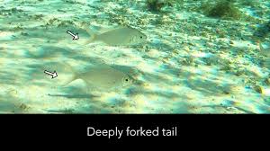 A fish of the family gerridae. Mojarra Florida Springs Institute