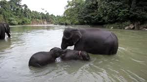 Get a 19.000 second mother and baby elephant bathing stock footage at 25fps. Baby Bathing Stock Video Footage Royalty Free Baby Bathing Videos Pond5