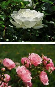 The tea rose is one of the earliest hybrid roses, possibly a cross between native china roses ( rosa chinensis) and a chinese climbing rose (rosa gigantea) that appeared in england between 1810. Give Me English Or French Roses Please Serrano Design Services Interior Design Residential Services