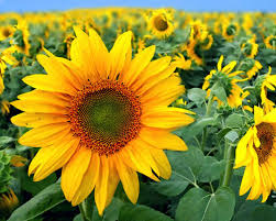 The ability to access student data easily and quickly. Garten Die Bedeutung Der Blumen Brigitte De