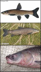 Image result for Siphonochilus parvus