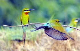 Image result for Ranganathittu Bird Sanctuary images