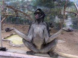 Oddball Pics From Around The World Funny Animal Images Funny Animals Cute Animals