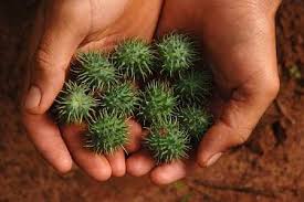 Mamón mamones frutas de centroamérica hd. Mamona Das Brincadeiras De Criancas A Sua Utilizacao Na Producao De Biodiesel Eco4u