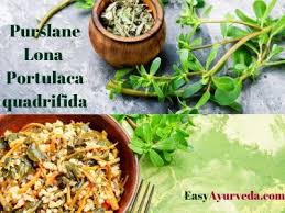 There are other similar plants with different scientific names in neighboring provinces that have been called papait. Purslane Lona Uses Qualities Remedy Research