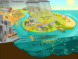 Anthropogenic Chiefly Of Environmental Pollution And Pollutants Originating In Human Activity Nutrient Cycle Marine Ecosystem Ecosystems
