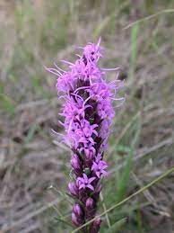 Seeds Liatris Punctata Dotted Blazing Star Liatris Purple Flowers Dried Flowers