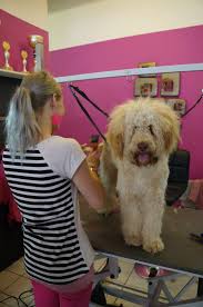 Eine folge von bauer sucht frau verpasst? Lehre Beim Weltmeister Leibnitzerin Kennt Uber 460 Hunderassen Leibnitz