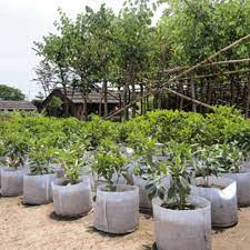 Check spelling or type a new query. Fabric Pots Root 5 Sizes Garden Fabric Grow Bags For Traditional Soil Gardens Or Soils Mixes Schoolyards Non Woven Fabric Bag Grow Bags Aliexpress
