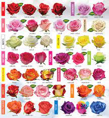 Pin On Rose Garden