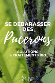 Puceron Identification Et Traitement Pucerons Anti Puceron Naturel Lutter Contre Les Pucerons
