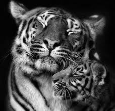 Black And White Baby Tiger Pictures Pin By Amanda Harrison On Wildlife Animals Wild Cute Animals Cute Baby Animals