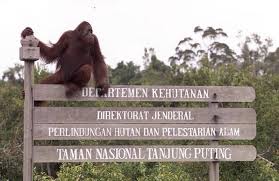 Hasil gambar untuk Tanjung Puting, untuk memberi makan anak orang utan yang lucu