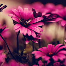 Gambar Wallpaper Bunga Hidup A1 Wallpaperz For You Gambar wallpaper hp bunga pink.