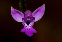 Image result for Cynorkis debilis