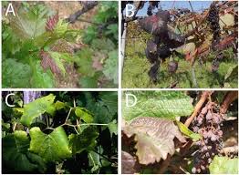 It was first discovered in canada in ontario forests in 1976, and became invasive by 2007. Worldwide Distribution And Identification Of Grapevine Yellows Diseases Springerlink