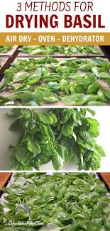 The safest method is to dry basil in the oven. 3 Simple Ways Of Drying Basil At Home Recipe Dry Basil Dehydrator Herbs