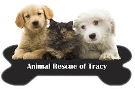 Maybe you would like to learn more about one of these? Pets For Adoption At Animal Rescue Of Tracy In Tracy Ca Petfinder