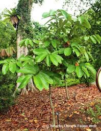 Image result for Monodora