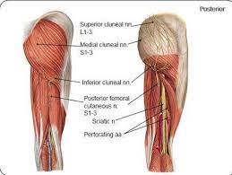 By tapping on the tender spot or thickened tissue, you may evoke a. Cluneal Nerve Blocks Pain Doctor