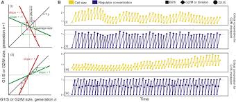 We did not find results for: Limits And Constraints On Mechanisms Of Cell Cycle Regulation Imposed By Cell Size Homeostasis Measurements Sciencedirect