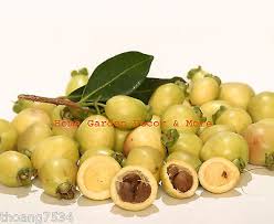 Image result for Syzygium jambos