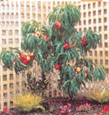 Ornamental trees, evergreen trees, shade trees, fruit trees When To Buy Fruit Trees Fruit Trees
