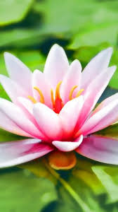 Flower Wallpaper For Android Iphone Desktop Hd All pictures are carefully sorted and checked. flower wallpaper for android iphone