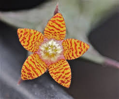 Image result for Orbea schweinfurthii