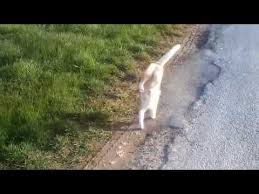 On Ayaklariyla Yuruyen Kedi Hayretler Icinde Birakti Youtube