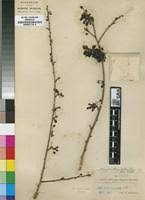 Image result for Cleistanthus schlechteri