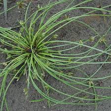 Image result for Schoenoplectiella juncea
