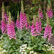 15 Common Poisonous Plants Affecting Dogs And Cats Autumn Flowering Plants Summer Flowers Garden Pink Perennials