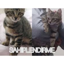 Bolu Kedi Sahiplendirme