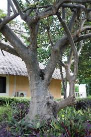 Image result for Sterculia africana