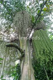 Image result for Caryota urens