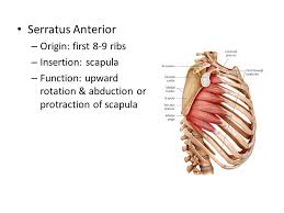 14 Prime Movers Ideas Muscle Anatomy Anatomy Education Anatomy