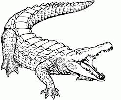 Realistic Crocodile Coloring Page Free Printable Letscolorit Com Dessin Crocodile Animaux Dessin