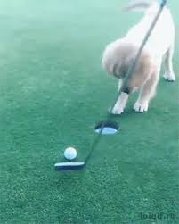 Funny Animal Gifs Part 260 10 Gifs Funny Animal Videos Funny Dog Faces Funny Animals