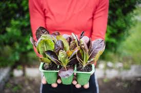We did not find results for: Where To Buy Fruit And Vegetable Plants Online The Best Plant Delivery Services For Your Garden Chowhound