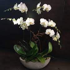 Mill valley flowers provides a boutique experience for your bay area wedding; Large Multiple Premium White Phalaenopsis In Gray Oval Cement In Mill Valley Ca Green Door Design