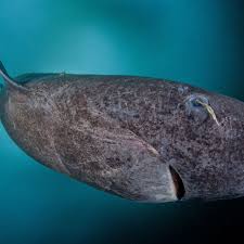 Shark meat is popular in australia, where it is known as flake. This Greenland Shark Is Awesome But It Is Not Actually Full Of Pee The Verge